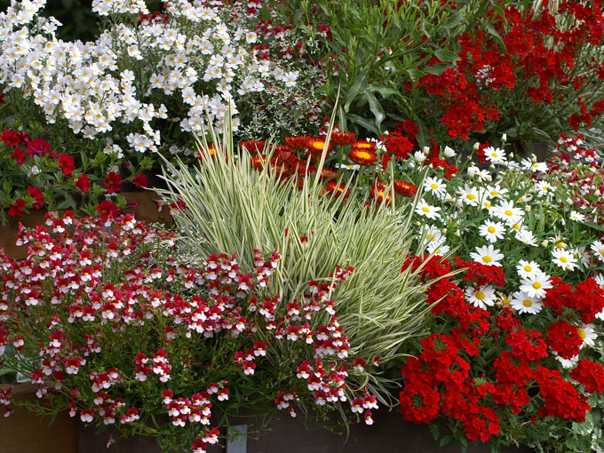 Beliebte Sommerblumen für den Balkon Gärtnerei Lameyer
